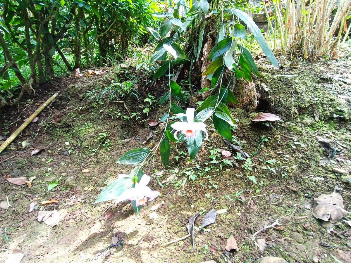 Cabana Vista Rio Celeste Kültér fotó